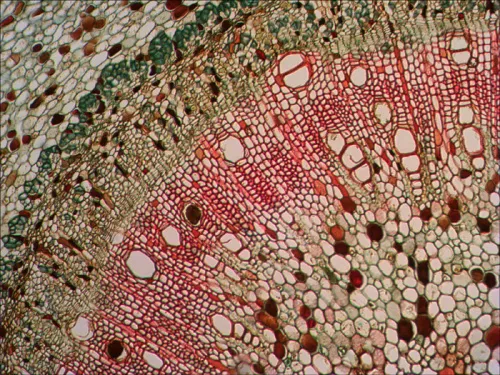 photograph Levenhuk N80 NG "See it all" Slides Set,  12