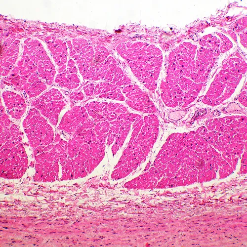 picture MAGUS Bio 260T Biological Microscope,  19