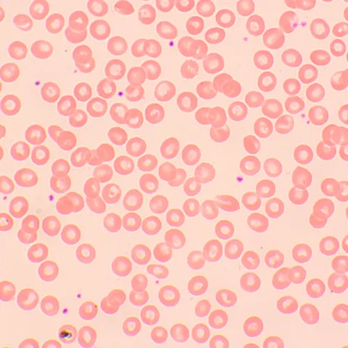 photo MAGUS Bio D250TL LCD Biological Digital Microscope,  29