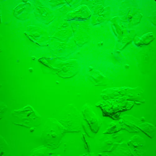 photograph MAGUS Bio V360 Biological Inverted Microscope,  25