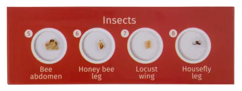 photograph Levenhuk LabZZ C12 Creatures Prepared Slides Set,  3