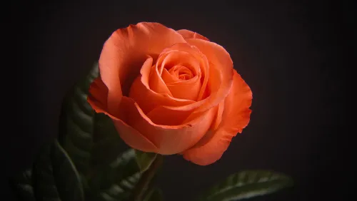 picture Levenhuk Kelvin MAK60 mini AZ Phototelescope,  17