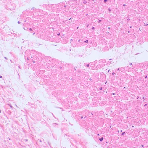 image MAGUS Bio 230TL Biological Microscope,  21