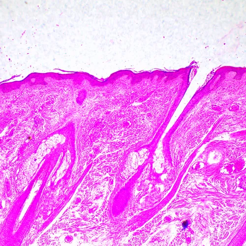 photograph MAGUS Bio 290T Biological Microscope,  23
