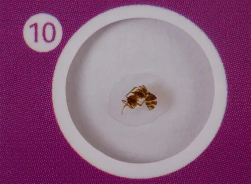 photograph Levenhuk LabZZ C12 Creatures Prepared Slides Set,  6