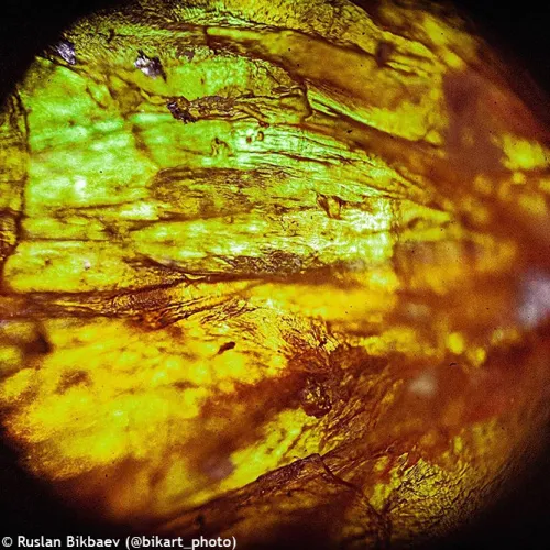 photograph Levenhuk Rainbow 50L PLUS Microscope,  20