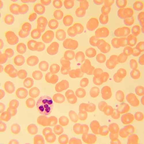 photograph MAGUS Bio 230T Biological Microscope,  21