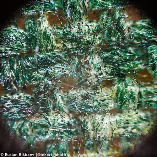 photograph Levenhuk Rainbow 50L PLUS Microscope,  24