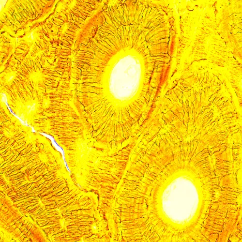 image MAGUS Bio D250T Biological Digital Microscope,  28