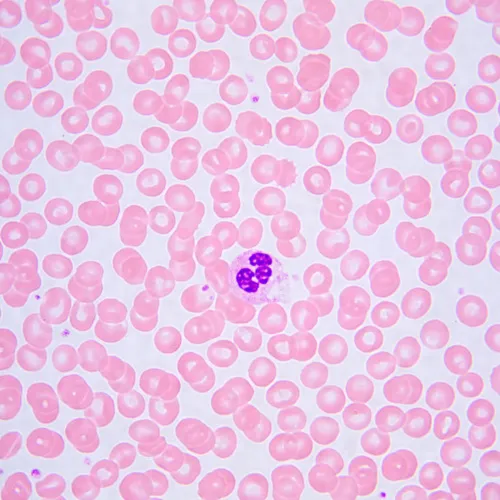 photo MAGUS Bio D240T LCD Biological Digital Microscope,  32