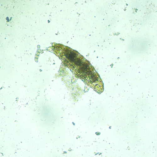 photo MAGUS Bio VD300 LCD Biological Inverted Digital Microscope,  19