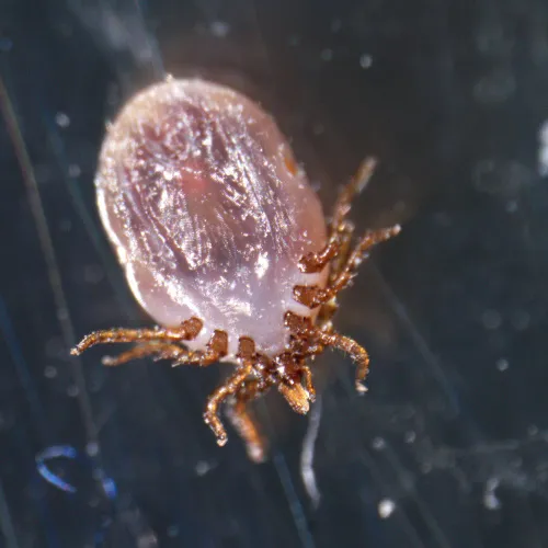 photograph MAGUS Stereo A18T Stereomicroscope,  4