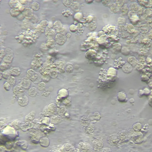 photograph MAGUS HCM360 Device for working with the Hoffman modulation contrast, with objective set,  15