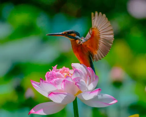 picture Levenhuk Kelvin MAK60 mini AZ Phototelescope,  14