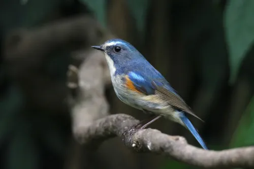 photograph Levenhuk Kelvin MAK80 AZ Phototelescope,  15