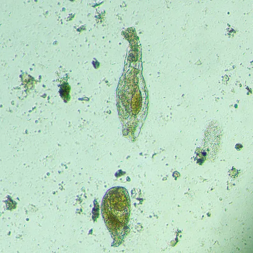 photo MAGUS Bio VD300 LCD Biological Inverted Digital Microscope,  20