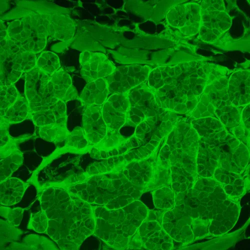 photo MAGUS Lum VD500L Fluorescence Inverted Digital Microscope,  22