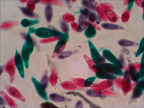 photograph Levenhuk N38 NG Prepared Slides Set,  12