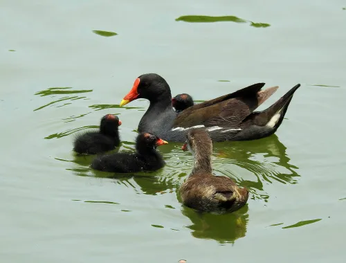 photograph Levenhuk Kelvin MAK80 AZ Phototelescope,  17