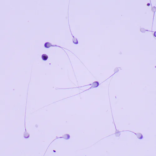 picture MAGUS Bio 260T Biological Microscope,  23