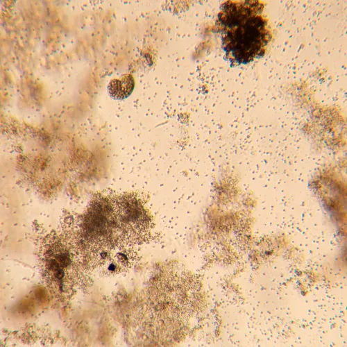 photograph MAGUS Bio VD350 LCD Biological Inverted Digital Microscope,  26