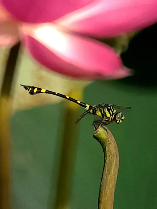 photograph Levenhuk Kelvin MAK80 AZ Phototelescope,  16