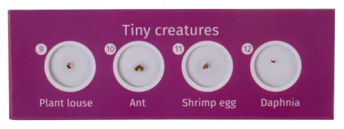 photograph Levenhuk LabZZ C12 Creatures Prepared Slides Set,  4