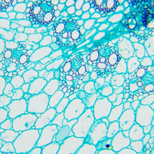 image MAGUS Bio 240T Biological Microscope,  22