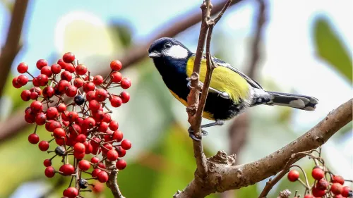 picture Levenhuk Kelvin MAK127 AZ GOTO Wi-Fi Phototelescope,  13