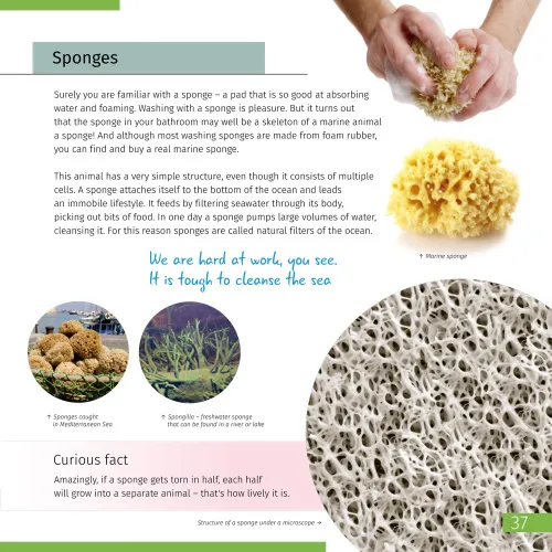 image Invisible World. Knowledge book. Hardcover,  7