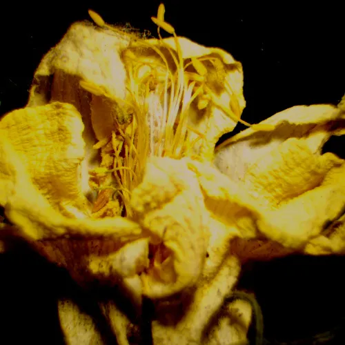 image MAGUS Stereo 9T Stereomicroscope,  23