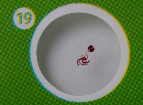 photograph Levenhuk LabZZ CP24 Creatures & Plants Prepared Slides Set,  10