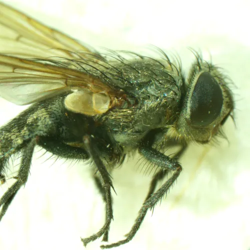 image MAGUS Stereo A6 Stereomicroscope,  15