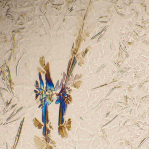 photograph MAGUS Bio 290T Biological Microscope,  25