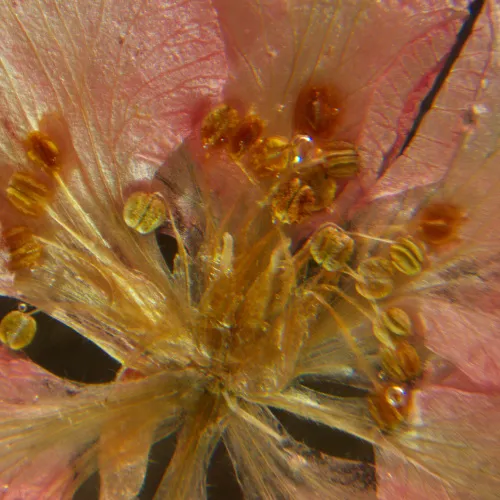 image MAGUS Stereo A6 Stereomicroscope,  16