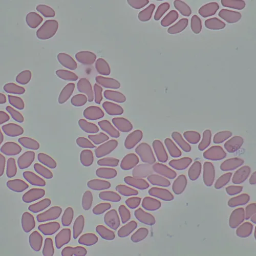 photograph MAGUS Bio 290T Biological Microscope,  27
