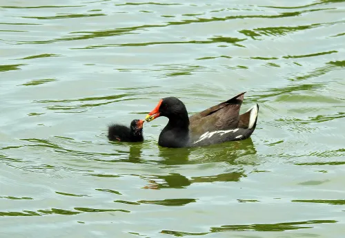 picture Levenhuk Kelvin MAK127 AZ GOTO Wi-Fi Phototelescope,  14