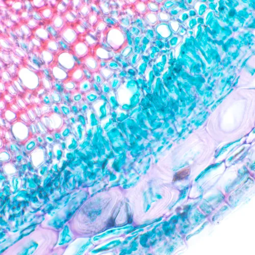 photograph MAGUS Bio 230T Biological Microscope,  20