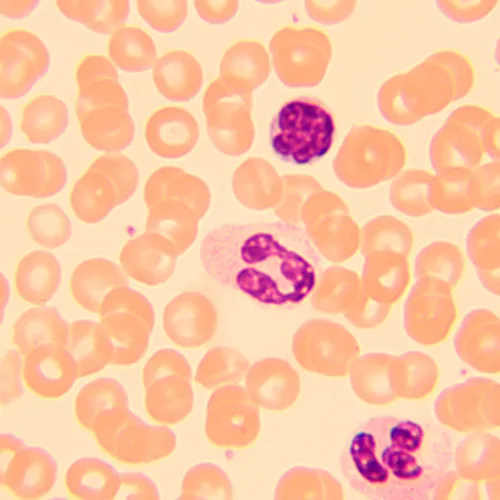 photograph MAGUS Bio 250B Biological Microscope,  20