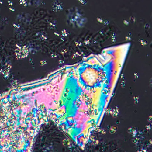 image MAGUS Pol D800 LCD Polarizing Digital Microscope,  23