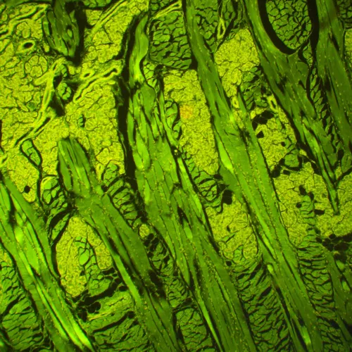 photograph MAGUS Lum 460L Fluorescence Microscope,  21