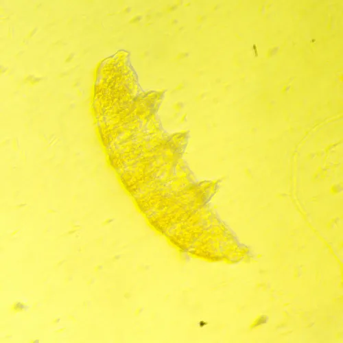 picture  MAGUS Bio V350 Biological Inverted Microscope,  19