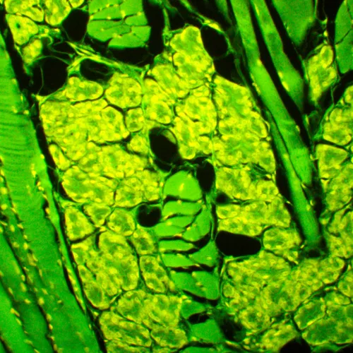 photograph MAGUS Lum D450L Fluorescence Digital Microscope,  28