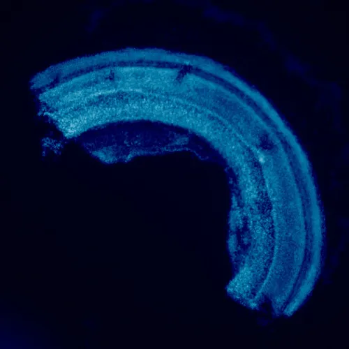 photograph MAGUS Lum 460L Fluorescence Microscope,  23