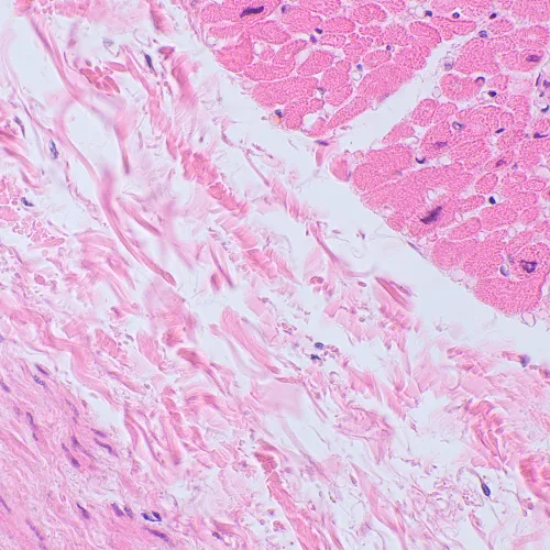 photo MAGUS Bio D250TL LCD Biological Digital Microscope,  30