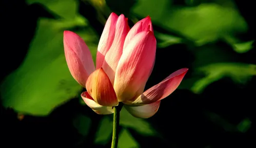 picture Levenhuk Kelvin MAK127 AZ GOTO Wi-Fi Phototelescope,  15