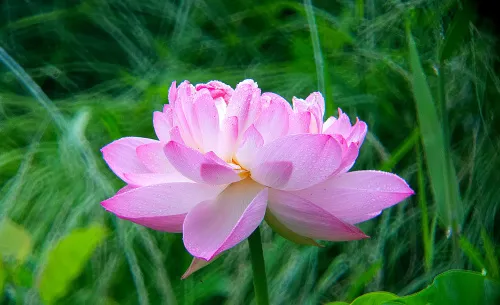 photograph Levenhuk Kelvin MAK80 AZ Phototelescope,  18