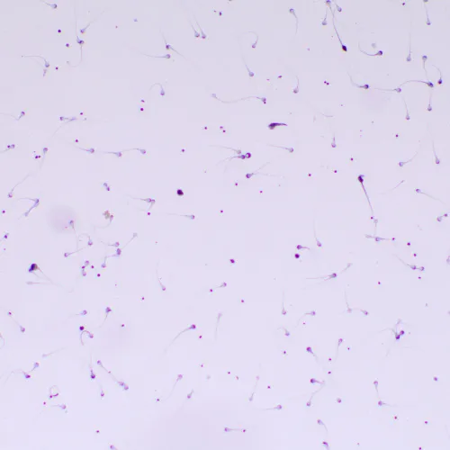 picture MAGUS Bio 260T Biological Microscope,  22