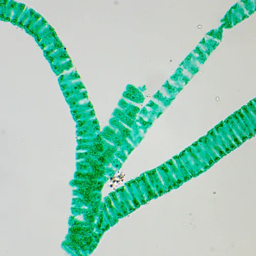 image MAGUS Bio 250T Biological Microscope,  25