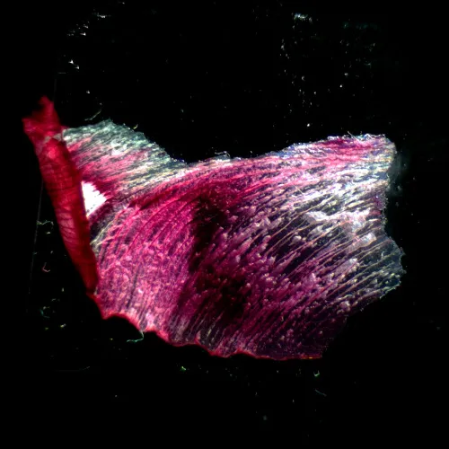 photograph MAGUS Stereo A18T Stereomicroscope,  3